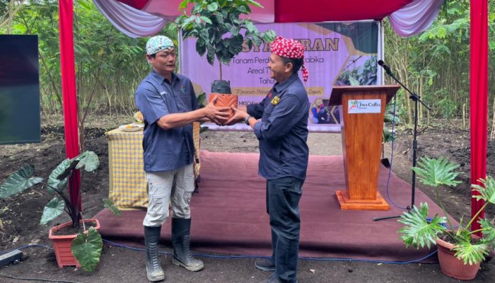 Tingkatkan Produktivitas, PTPN I Regional 5 Tanam Perdana Kopi Arabika di Bondowoso