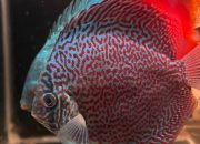 Mengapa Discus Mahal? Ternyata Ini Faktor Ilmiahnya—Bikin Kagum