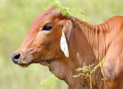 Brazil Menggeser AS sebagai Produsen Daging Sapi Terbesar Dunia, Meredakan Tekanan Pasokan Global