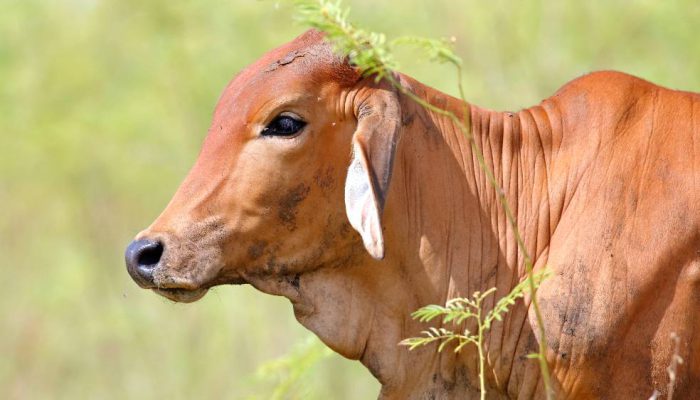 Brazil Menggeser AS sebagai Produsen Daging Sapi Terbesar Dunia, Meredakan Tekanan Pasokan Global