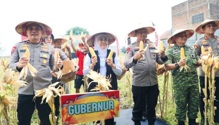 Gubernur Khofifah Panen Raya Jagung di Sidoarjo, Produksi Jawa Timur Diproyeksikan 5,4 Juta Ton pada 2026