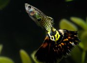 Ekspor Binatang Jadi Ladang Cuan Baru, Ini Peluang Besar bagi Pelaku Usaha