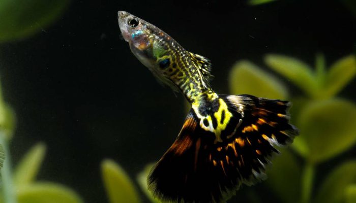 Ekspor Binatang Jadi Ladang Cuan Baru, Ini Peluang Besar bagi Pelaku Usaha