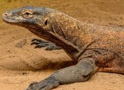 Sepasang Komodo Jalani Program Pengembangbiakan di Jepang Selama 5 Tahun