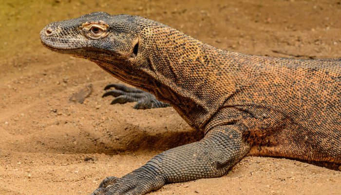 Sepasang Komodo Jalani Program Pengembangbiakan di Jepang Selama 5 Tahun