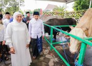 Idul Adha 1447 H, Khofifah Serahkan Sapi Belgian Blue dan Terima Sapi Kurban Presiden Prabowo