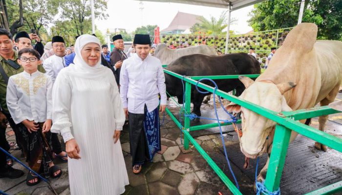 Idul Adha 1447 H, Khofifah Serahkan Sapi Belgian Blue dan Terima Sapi Kurban Presiden Prabowo