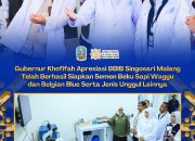 BBIB Singosari Produksi Semen Beku Wagyu dan Belgian Blue,Gubernur Khofifah Dorong Percepatan Swasembada Daging