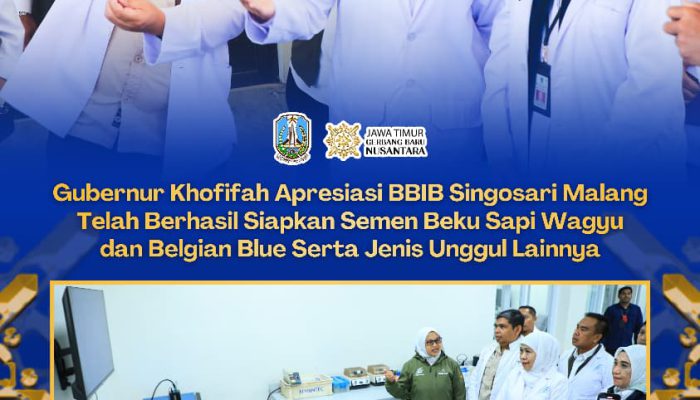 BBIB Singosari Produksi Semen Beku Wagyu dan Belgian Blue,Gubernur Khofifah Dorong Percepatan Swasembada Daging