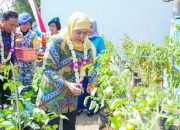 Gubernur Khofifah Panen Tomat, Sawi, Cabai dan Terong Hasil Program SIKAP di SMAN Taruna Nala