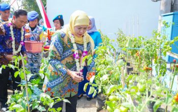Gubernur Khofifah Panen Tomat, Sawi, Cabai dan Terong Hasil Program SIKAP di SMAN Taruna Nala