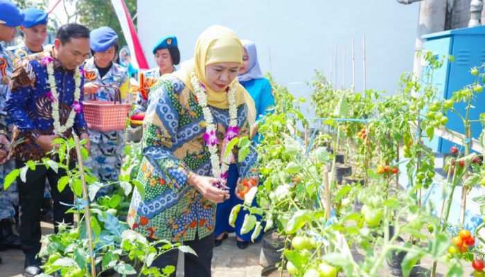 Gubernur Khofifah Panen Tomat, Sawi, Cabai dan Terong Hasil Program SIKAP di SMAN Taruna Nala