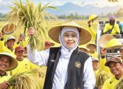 Khofifah: Petani Jatim Pilar Kedaulatan Pangan, Produksi Padi 2026 Diprediksi Capai 9,86 Juta Ton